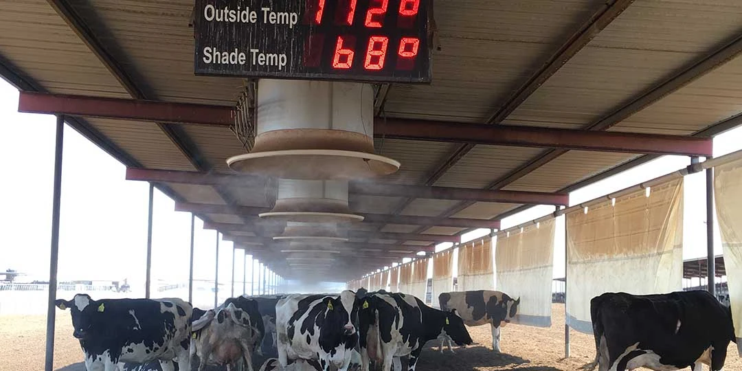 Keeping cattle cool in extreme heat