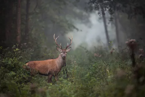 Impact On Terrestrial Ecosystems thumbnail