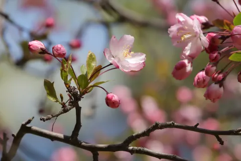 Is Spring Arriving Earlier? thumbnail
