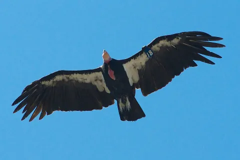 Condors Make A Comeback In U.S West thumbnail