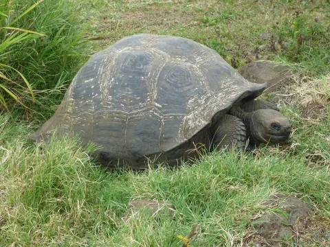 Giant Tortoises Return To Floreana Island thumbnail