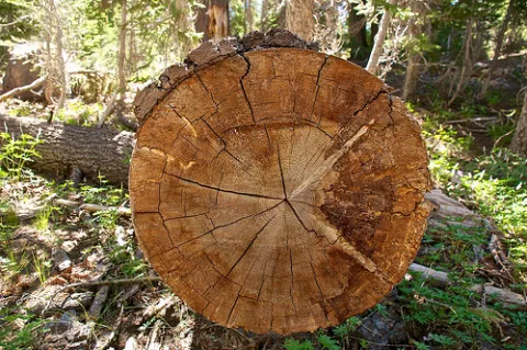 Time Travel Through Trees thumbnail