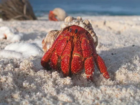 Hermit Crabs Use Plastic Hats thumbnail