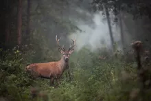 Impact On Terrestrial Ecosystems