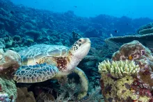  Impact On Marine Ecosystems