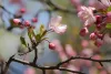 Is Spring Arriving Earlier? thumbnail