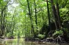 Mangroves Make A Comeback thumbnail
